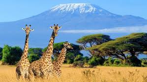 Nakupenda Tours & Safaris
